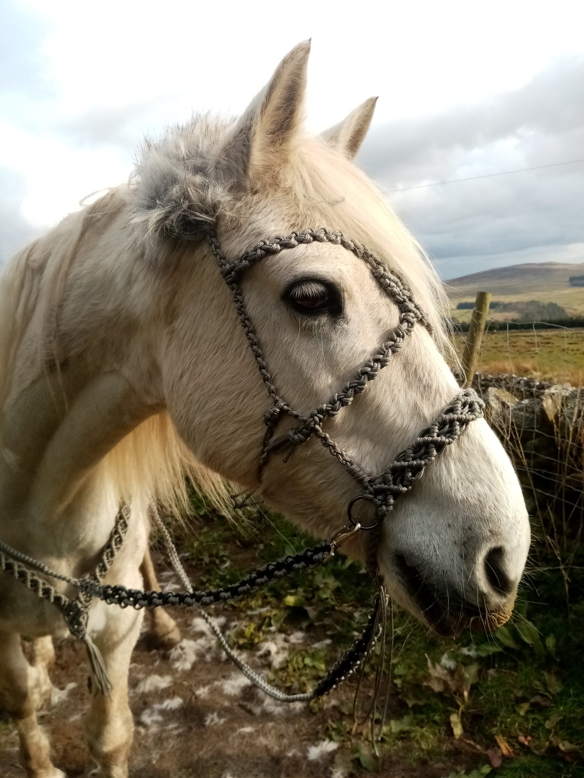 Bitless Bridle and Reins High Quality Custom Made UK 